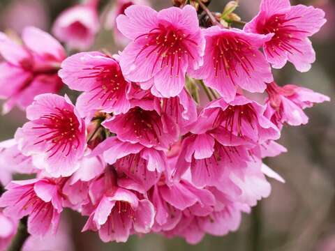 平菁街42巷櫻花花朵
