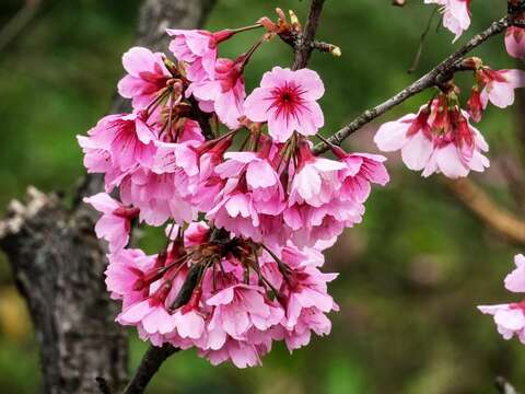 平菁街42巷櫻花-花朵