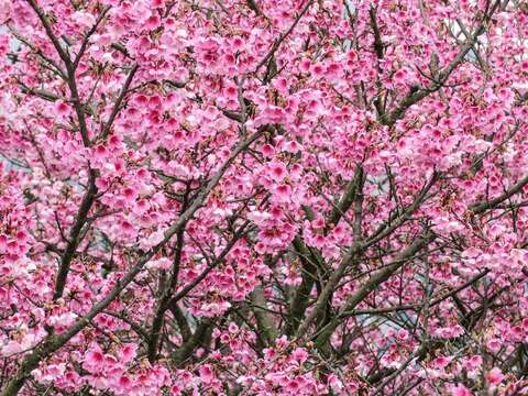 平菁街42巷盛開的櫻花