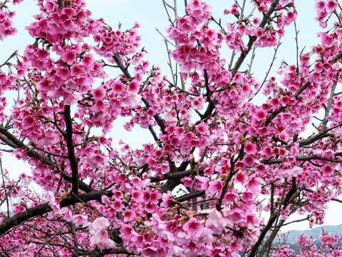 平菁街42巷櫻花