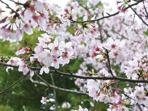 線上賞花迎假期 2021 陽明山花季(台北畫刊110年2月)
