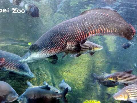 象魚：有來動物園，記得一定要來看我們哦！