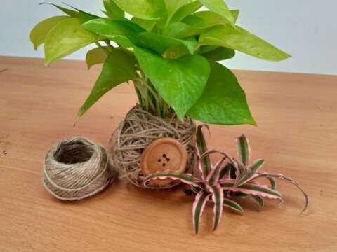 手作苔球 為生活增添自然美學