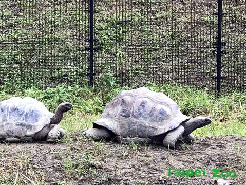 去年11月中，臺北市立動物園兩隻亞達伯拉象龜「帥哥(公-右)」和「大大(母-左)」就搬進了位在兩棲爬蟲館出口處的新活動場