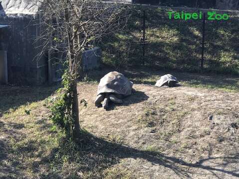 正在享受「曬日光浴」的象龜，呈現放鬆的舒服姿勢