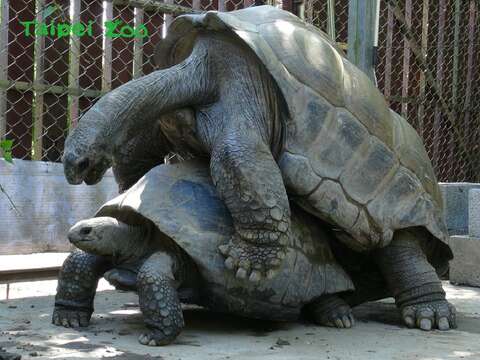 過去即使有騎乘行為，也往往因母象龜後腿無法支撐起一隻重約百公斤的公象龜重量，而導致自己龜殼幾乎貼地，阻擋繁殖行為的發生