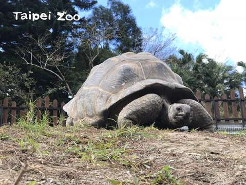 亞達伯拉象龜是非常長壽的動物，壽命約可至百歲左右