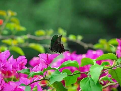 金瑞治水園區常見各種蝶類停歇花叢間
