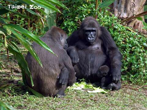 金剛猩猩「Iriki」（右）偶爾也會幫忙照顧「Jabali」