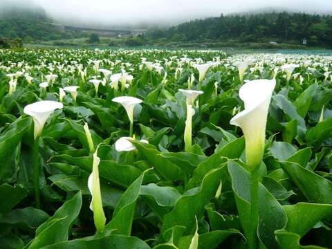 下雨過後的海芋田
