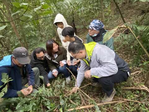 螢火蟲幼蟲野放情形