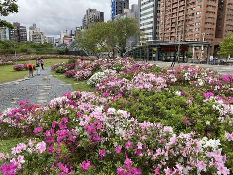 大安森林公園捷運站5號出口日式庭園杜鵑本周末進入盛花期