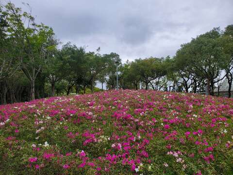 音樂台後山坡有隱藏版杜鵑花海