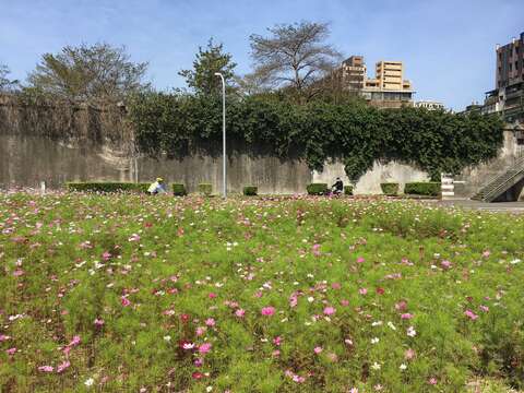 成美右岸河濱公園大波斯花海，最佳賞花期至4月中旬