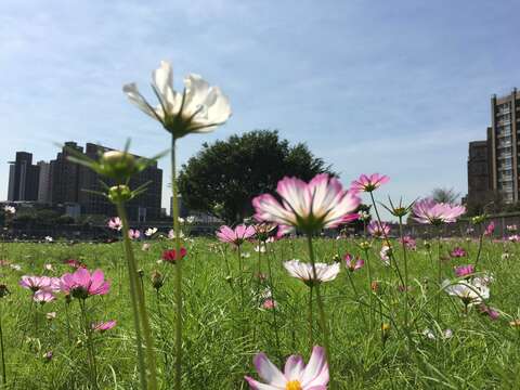 成美右岸河濱公園大波斯花海初始綻放