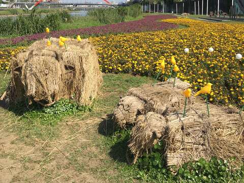 成美左岸河濱公園花海，最佳賞花期至3月下旬