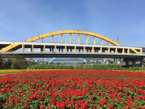 成美左岸河濱公園花海鮮豔滿開