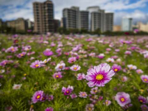 美堤河濱公園花海唯美盛開