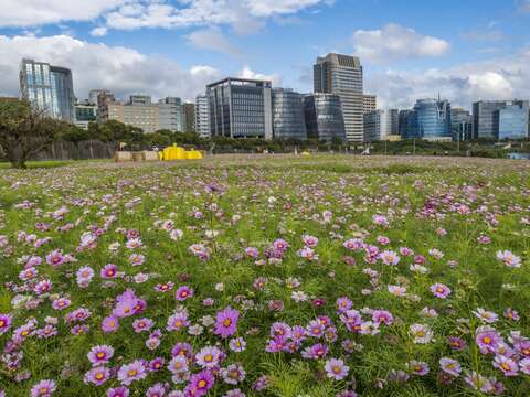 美堤河濱公園花海 花期至三月下旬