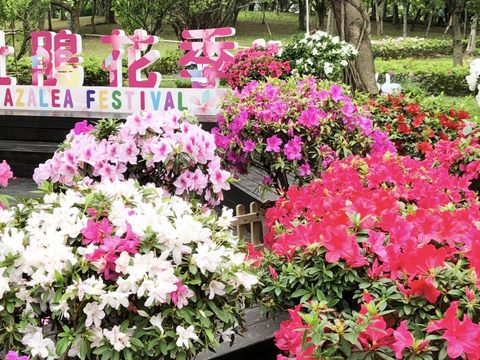 大安森林公園內各品種的杜鵑花盛開中。