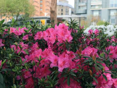 Mùa hoa đỗ quyên Đài Bắc 2021