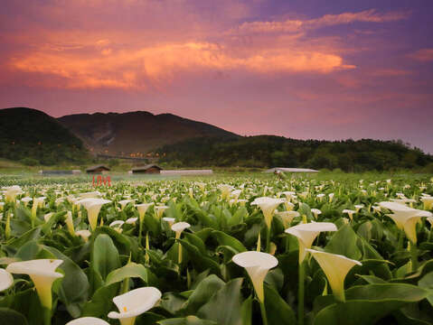 Mùa hoa rum và mua hoa cẩm tú cầu tại hồ Trúc Tử 2021
