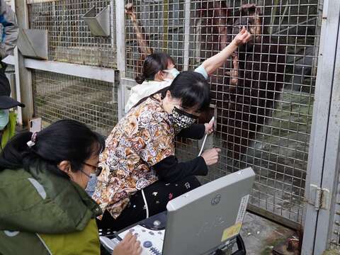 「小乙」是全臺灣第一隻做超音波產檢的婆羅洲人猿