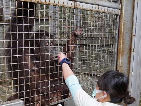 保育員長久以來為動物醫療所進行的親近訓練，和動物培養出信任感
