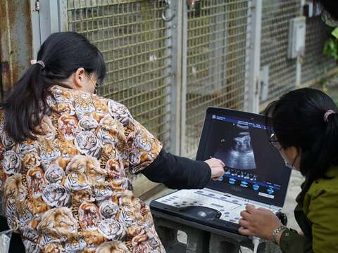 在本園獸醫師、保育員與國立臺灣大學生物資源暨農學院附設動物醫院蘇璧伶院長通力合作下，終於成功掃到超音波