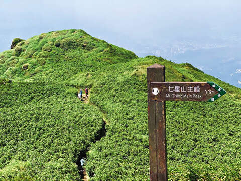 七星山はその標高の高さだけでなく、草原に 囲まれた曲がりくねった登山道も有名です。(写真/Young Chen)