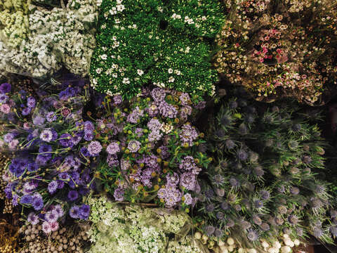 Ching Flowers offers springtime flowers such as blue dazes and thistles.