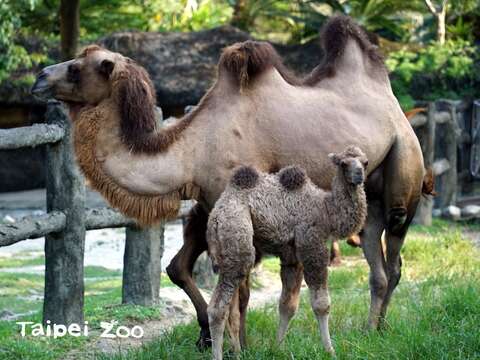 雙峰駱駝的寶寶即使個子小小的，但背上還是有兩個明顯的駝峰