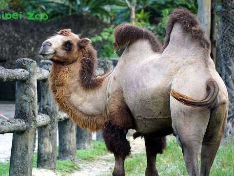 臺北動物園內的雙峰駱駝似乎比較親人，不高興的時候「頂多」會噴口水