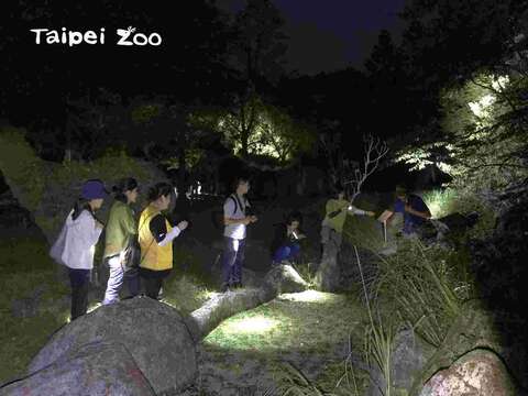 夜晚蛙調意外收穫~鉤鋏晏蜓羽化現蹤
