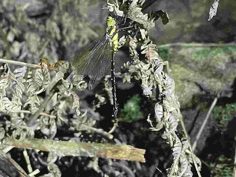 臺北市立動物園直到今年2月才拍到一隻正在羽化的雄蜓，並保留牠的蛻（陳賜隆攝）