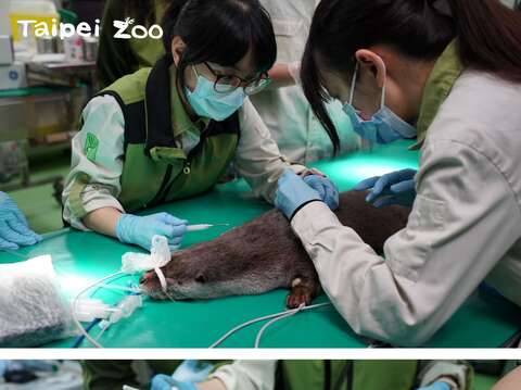 近期動物園獸醫師為「莎夏」進行首次全身健康檢查，同時施打晶片與疫苗