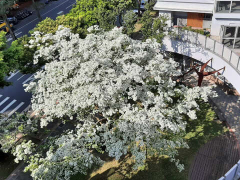 北市健康社宅流蘇遠景