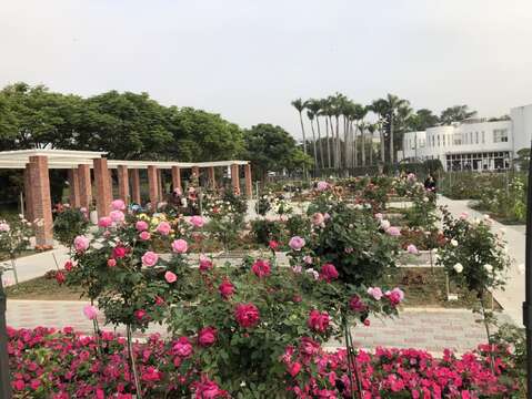 五彩玫瑰區花多盛開等您來鑑賞