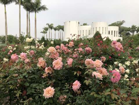 玫瑰花海區比人高的玫瑰花叢，是許多遊客必拍打卡景點