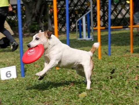 現場民眾攜愛犬體驗園區設施