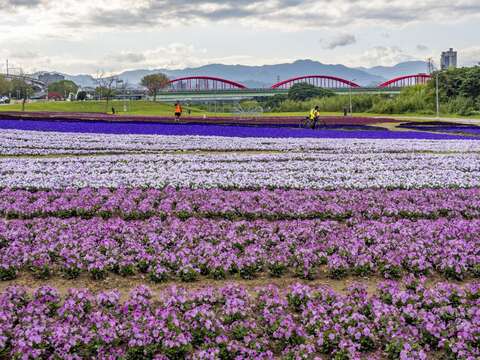 今年古亭河濱公園綻放的浪漫紫色花海