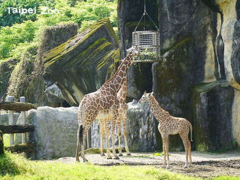 到非洲動物區記得放慢腳步，多點耐性，就有機會可以看到動物園裡身高最高的動物寶寶！