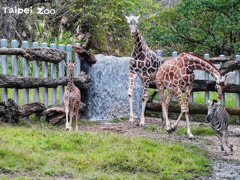 期待和長頸鹿寶寶見面的大小朋友現在開始可以到非洲動物區和「麥芽」見面了！