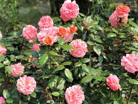 臺北玫瑰園中種植超過700種世界名品，讓人目不轉睛。