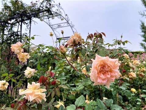 臺北玫瑰園花況佳，花期可望至5月初。