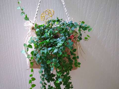 5月21日「植物苔球DIY」