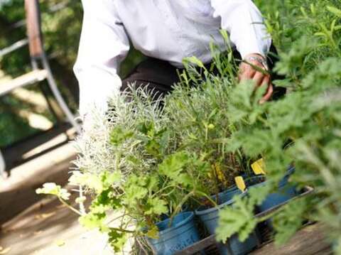 6月11日「端午驅蚊蚋-香草應用入門」