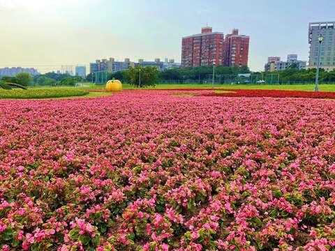 中正河浜 8万株が彩る花畑