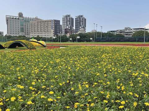 中正河浜 8万株が彩る花畑