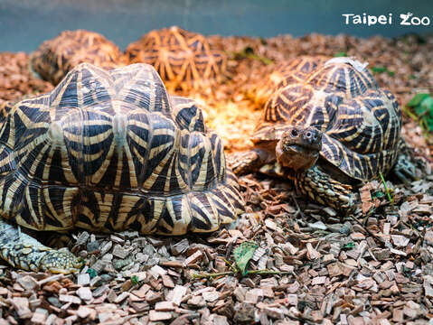通常陸龜的龜殼非常堅硬，外型渾圓高聳（印度星龜）